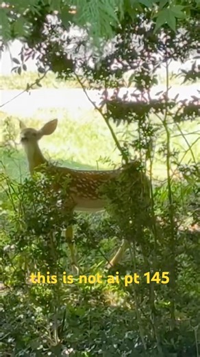 i made this nature video without AI part 145 | deer eat plant | #ThisIsNotAI #deer #eating #plants