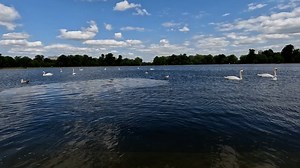 Swan, Pond, Duck. Free Stock Video