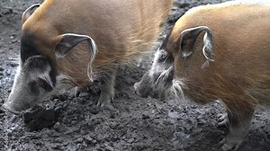 two wild pigs in the zoo digging in the soil