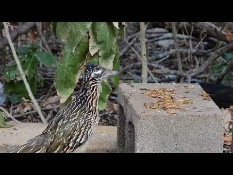 Roadrunner's Morning