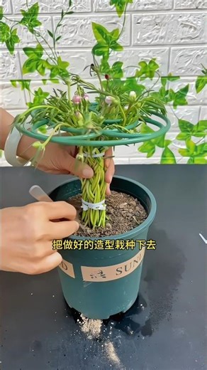 Sunflower Lovers Must Watch! 💛 Grow Bigger, Brighter, Longer! #FlowerTips #Gardening101 #BloomMore