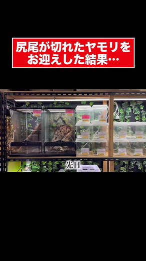 ヤモリをお迎えした結果：尻尾切れのグランディスヒルヤモリ