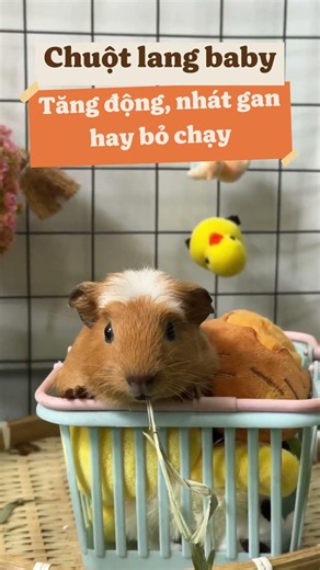 Nên nuôi chuột lang baby hay trưởng thành