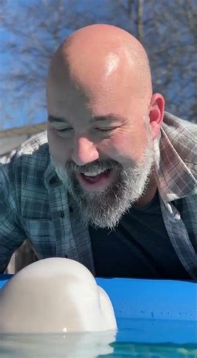 A Beluga Whale Calf Swam Up to Me at My Backyard Pool