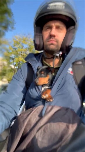 ET HOP un tour en scooter pour monsieur Vini, j 'adore | Elevage familial dog whippet