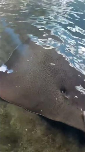 ¿Cómo funcionan los dientes de las mantarrayas?