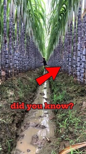 How Sugarcane is Grown 🌱 From Seedling to Harvest.#science #nature #farming