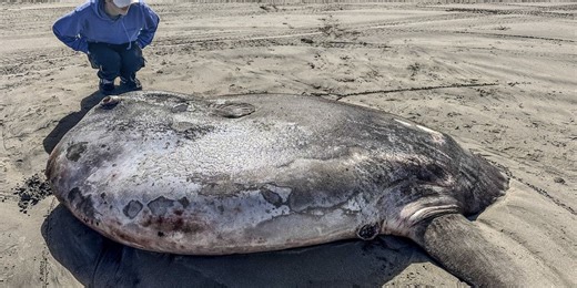 Huge sunfish discovered on Oregon beach found to be newly discovered species