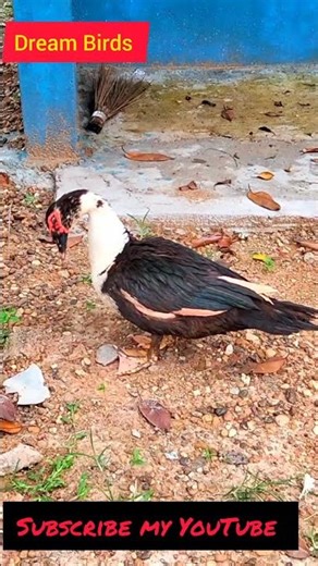 Wow amazing muscovy duck #short #shortvideo #birds
