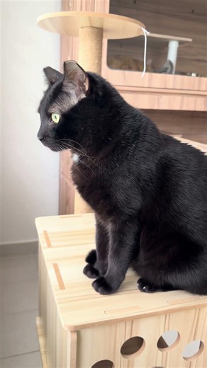 Domestic Short Hair Cat For Adoption - 1 Year 6 Months, Justin The Calm Presence from Suba..
