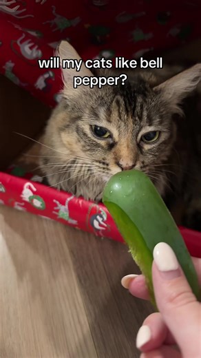 overall, not too interested in bell pepper 🫑 #storesearch #shoplocal #peppers #vegetables #cats