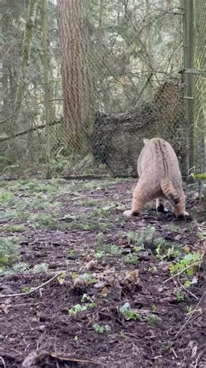 283K views · 22K reactions | Tanner the rescued bobcat having fun...