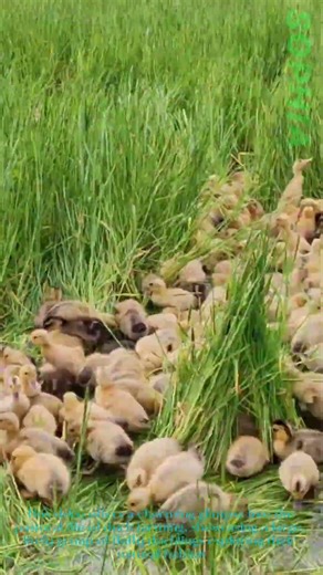A Flock of Ducklings: Life on a Duck Farm