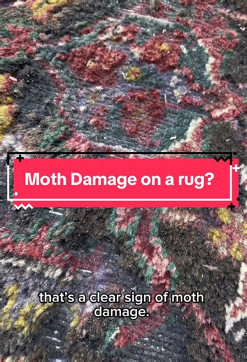 Think your rug might have moth damage? Here are quick signs to check before it spreads! A special case where a customer had so much moth damage losing over $10,000 worth of art and was spreading. Be careful, protect often! #RugCare #MothDamage #HomeTips #RugCleaning #InteriorTips #HomeCare #RugMaintenance #RugLovers #CleaningHacks #HomeDecorTips #RugRestoration #ProtectYourRug