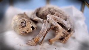 Discovery: totul despre extratereştri