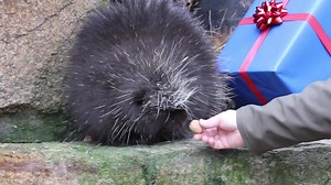 50K views · 770 reactions | Der Tierpark Berlin wünscht allen ein besinnliches Weihnachtsfest | Tierpark Berlin | Facebook