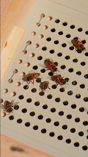 How This Floor Traps Pollen From Bees