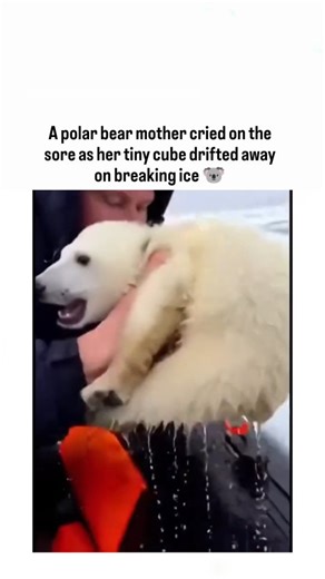 The Cinex Community on Instagram: "The post portrays an emotional scene of a polar bear mother standing on a shoreline, appearing to “cry” as her small cub drifts away on a fragment of breaking sea ice. The clip frames the moment as a heartbreaking separation caused by melting ice and harsh Arctic conditions, suggesting an urgent need for human rescue and intervention as the cub floats farther out into open water. However, viewer responses and wildlife researchers overwhelmingly classify the foo