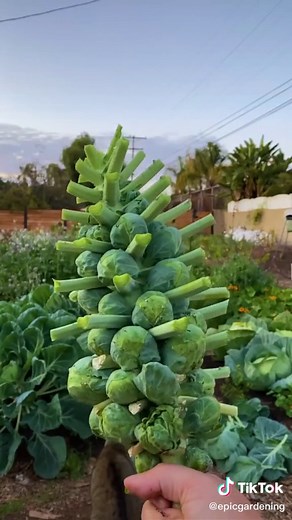 This is how Brussels sprouts grow 🤯