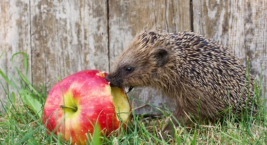 Qu'est-ce qu'on peut donner à manger à un hérisson ?