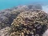 Scientists look into evolution to save coral reefs making them more resilient
