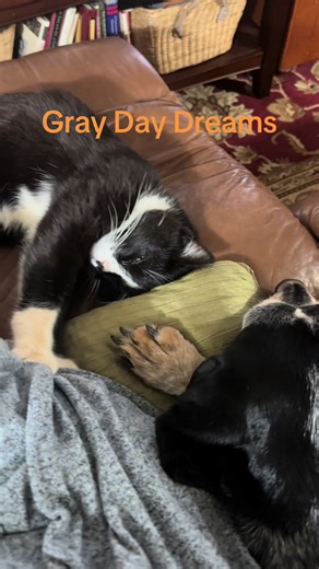 Bootsy the tuxedo cat and Bonita the blue tick hound taking a nap so close to one another is a rare occurrence! They have come along way since Bootsy decided to adopt us all. #cats #dogs #rescues #adopt #foryoupage