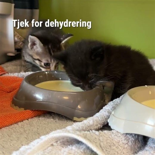 Sådan tjekker du, om dit dyr er dehydreret og forebygger mod det