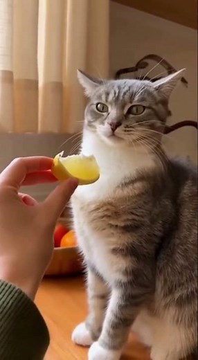 Cat Tries Lemon for the First Time — Her Reaction Is Priceless! 🍋😹