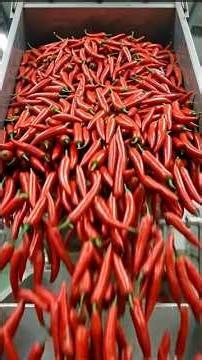 How Millions of Chili Peppers Become Hot Sauce! 🌶️🤯 #Shorts #HowItsMade #FoodFactory