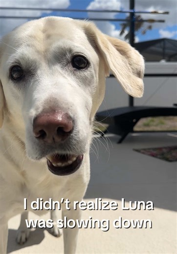 I didn’t think much of it at first… but I started noticing Luna taking a little longer to get up and slowing down after playing 🥺 Nothing major—but enough that I wanted to start supporting her joints early. This is a joint support supplement for dogs designed for active dogs and everyday movement, and it’s been really easy to add into her routine. If you’ve been looking into joint support for your dog or noticing small changes in how they move, this is something worth checking out 🤍 #dogmom #d