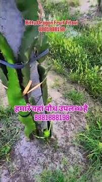 Dragon Fruit Farming के लिए पौध उपलब्ध है #shorts #farming #dragonfruitcultivation #agriculture