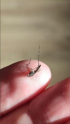 Mosquitoes Tiger Mosquito Pathogens Dengue, Zika or Chikungunya virus transmitted deadliest animal