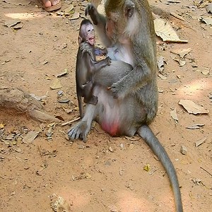598K views · 183 shares | Poor little monkey beaten by mother. #Animal #Monkey | Daily Monkey | Facebook