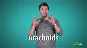 9 Amazing New Arachnid Species