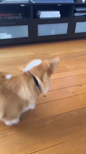 Delightful Corgi Content for Corgi Enthusiasts