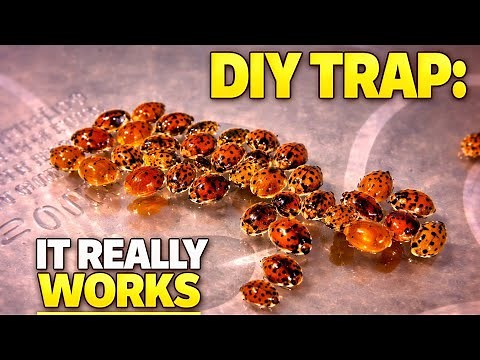 DIY simple potent trap for invasive Asian Lady Bugs, Stink Bugs and Fleas!