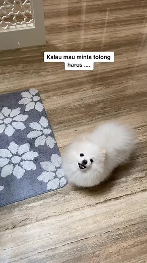Adorable white Pomeranian performing cute tricks