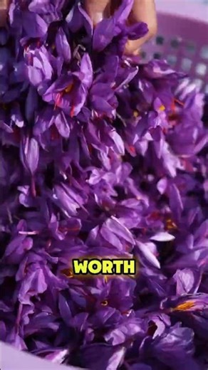 The Saffron Crocus Costs More Than Vanilla! #Saffron #CrocusSativus #RedGold