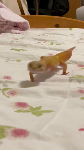 おすすめのアカウント