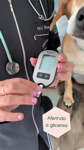 Bruna Sette on Instagram: "Afinal, aferir a glicemia de um cão ou gato tem segredo?? A resposta é: SIM! Para que consigamos fazer a aferição em casa ou no consultório com tranquilidade ( do tutor e do paciente), e obtenhamos um valor confiável (com diferença pouco significativa em relação à análise que seria feita num laboratório), precisamos nos atentar a alguns detalhes! *GLICOSÍMETRO VALIDADO SEMPRE: dentre eles podemos citar o Accu chek Performa, Accu check active, Freestyle optimum neo e o 