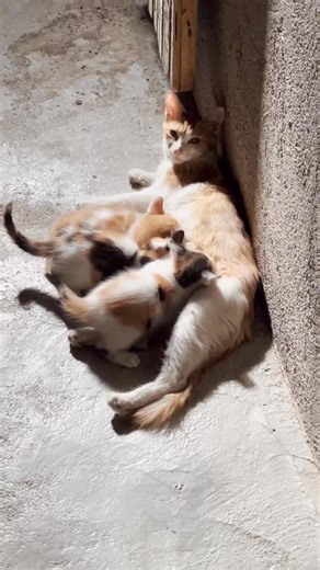 The cat breastfeeds her children 🐈😊 | Cats