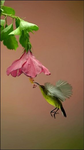 Brazilian birds