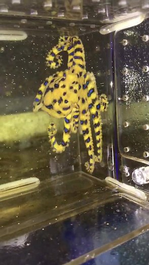 Blue ring octopus for sale: $100 $35 shipping Live arrival guarantee. Poisonous!!! Shop here: https://www.myhomenature.com/products/pacific-blue-ring-octopus | My Home Nature