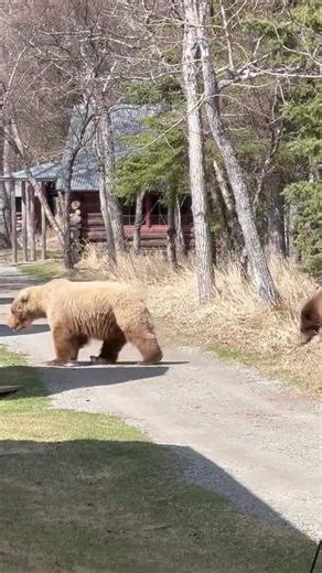 Make way for the cutest royal family in Katmai! 128 Grazer and her cub 128jr Biggie have been seen in Katmai! 📹: Katie Stolpestad #katmainationalpark #fatbearweek #grazer #nationalpark #bear