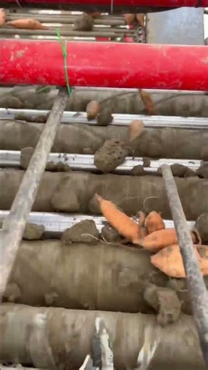 Scotts Evolution Separator removing soil and weeds from sweet potatoes 🥔