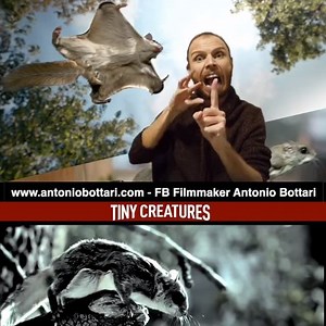 Scoiattolo Volante - Tiny Creatures Video completo >>> https://youtu.be/tYNRi7CkRpA Instagram: www.instagram.com/filmmaker_antonio_bottari Youtube: youtube.com/user/bottaritony/videos Telegram: https://t.me/abfilm Site: www.antoniobottari.com/cine-post | Filmmaker Antonio Bottari