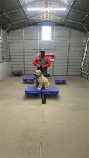Dog Training Techniques for Anxious Pups