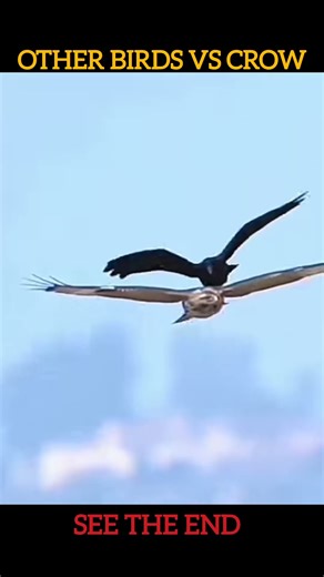 Crow vs Other Birds… Then Peregrine Falcon vs Crow #falcon #falconattack #trending #shorts