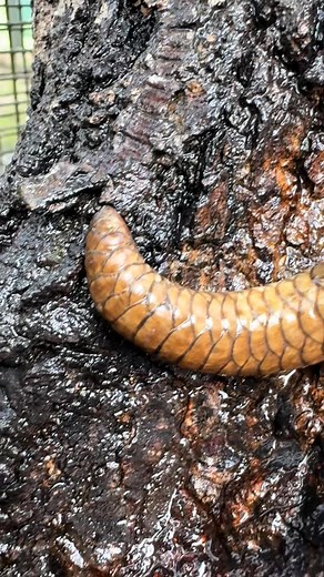 Ursula showing off her prehensile tail. So beautiful! 💕 #solomonislandskink #lubee #fypシ #skink #lubeebatconservancy #florida #gainesville #reptile #fyp | Jillian Palmer