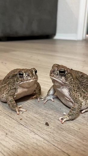 American Bullfrog Scream: Toad on Rock
